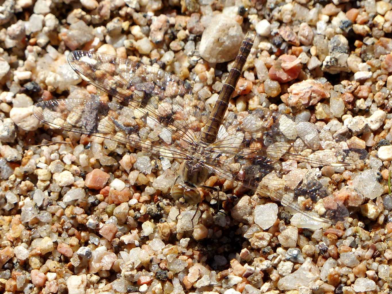 Brachythemis impartita: maschio e femmina